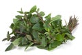 Spearmint herb Royalty Free Stock Photo