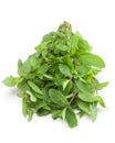 Spearmint herb Royalty Free Stock Photo