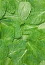 Spearmint herb background Royalty Free Stock Photo