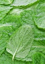 Spearmint herb background Royalty Free Stock Photo