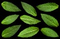 Spearmint herb leaf closeup collection Royalty Free Stock Photo