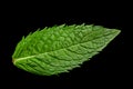 Spearmint herb leaf closeup Royalty Free Stock Photo