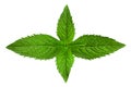 Spearmint herb leaf closeup Royalty Free Stock Photo