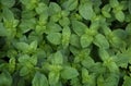 Spearmint, Labiatae, Mentha Spicata