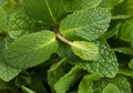 Spearmint leaf Royalty Free Stock Photo