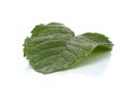 Spearmint leaf Royalty Free Stock Photo