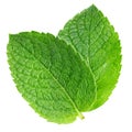 Spearmint leaf isolated on white background Royalty Free Stock Photo