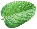 Spearmint leaf or mint leaf with water drops on white background Royalty Free Stock Photo