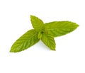 Spearmint Leaves Royalty Free Stock Photo