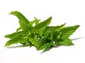 Spearmint leaves Royalty Free Stock Photo