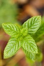 Spearmint Leaves Royalty Free Stock Photo