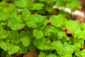 Spearmint leaves - Garden mint - mentha Royalty Free Stock Photo