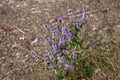 Spearmint Mentha spicata in full bloom near Ardingly Reservoir