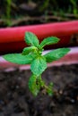 A Spearmint, Mentha spicata plant growing in a flowerpot with blooming leaves in an Indian garden. Common mint Royalty Free Stock Photo