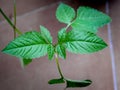 A Spearmint, Mentha spicata plant growing in a flowerpot with blooming leaves in an Indian garden. Common mint Royalty Free Stock Photo