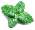 Spearmint or mint on white background. Top view. Royalty Free Stock Photo
