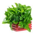 Spearmint Royalty Free Stock Photo