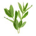 Spearmint Plant Leaves used in Herbal Medicine and Seasoning Royalty Free Stock Photo