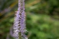 Spearmint Plant - Mentha spicata - herbs Royalty Free Stock Photo