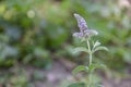 Spearmint Plant - Mentha spicata Royalty Free Stock Photo