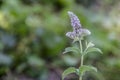 Spearmint Plant - Mentha spicata Royalty Free Stock Photo