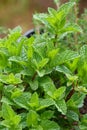 Garden Herb Series - Spearmint Plant Leaves - Mentha spicata Royalty Free Stock Photo