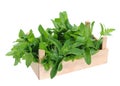 Spearmint in wooden crate Royalty Free Stock Photo