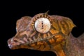 Spearpoint leaf-tailed gecko Uroplatus ebenaui