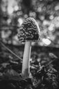 Magpie Inkcap - recorded on deciduous forest floor - black and white