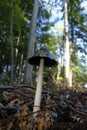 Magpie Inkcap recorded in the undergrowth