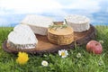 Speciaity cheese from Normandy in France Royalty Free Stock Photo