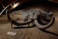 Viminacium Mammoth Fossil Royalty Free Stock Photo