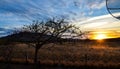 Special beautiful tree with dry branches in sunset with farm fences. Royalty Free Stock Photo