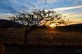 Special beautiful tree with dry branches in sunset with farm fences. Royalty Free Stock Photo