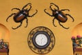 Beetles Royalty Free Stock Photo