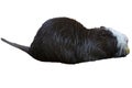 A special black nutria with a white muzzle keeps a yellow fruit