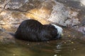 A special black nutria with a white muzzle keeps a yellow fruit