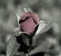 A special black and white photo of a red rose.