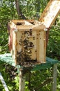 Special box - swarm trap, used to catch a swarmed bee colony Royalty Free Stock Photo