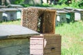 Bees swarm collected to special apiary box used for transportation