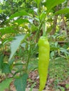 Special Chili in Sri lanka
