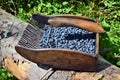 Special comb to picking blueberries Royalty Free Stock Photo