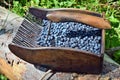Special comb to picking blueberries Royalty Free Stock Photo
