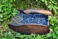 Special comb to picking blueberries Royalty Free Stock Photo