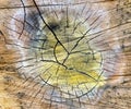 Special cracked old wood cut texture Royalty Free Stock Photo