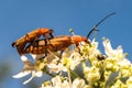 A special day for insects in specific seasons