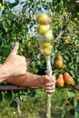 A special device for collecting pears from high branches