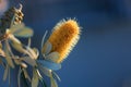 A special flower from australia