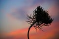 A special flower silhouette at sunset