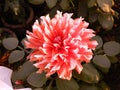 A special kind of Chrysanthemum flower bloomed in my garden